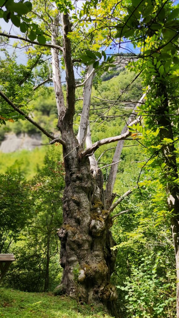 Autumn in the Woods of Piceno